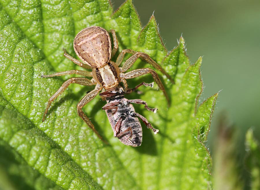 patrick derennes - Xysticus ulmi - réf. 84886 (900 x 656 pixels, 136 ko)
