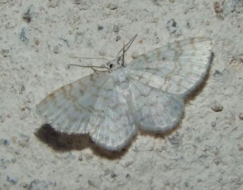 Réf. 85 529 : Asthena albulata