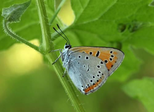 Lycaena dispar
