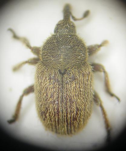 Réf. 85 585 : Rhinusa herbarum