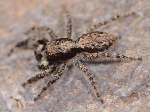 Réf. 85 824 : Menemerus taeniatus