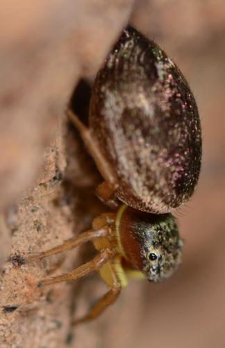 Heliophanus sp.