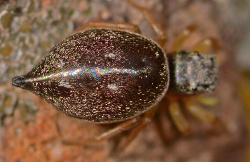 Heliophanus sp.