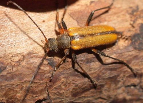 Cortodera humeralis