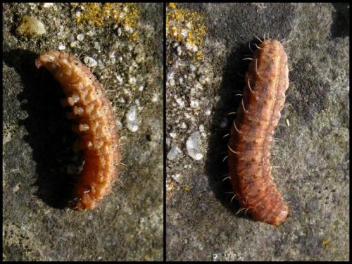 Hoplodrina sp.
