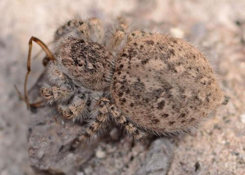 Réf. 85 527 : Aelurillus concolor