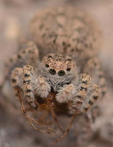Réf. 85 823 : Aelurillus concolor