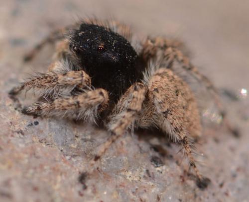 Réf. 85 475 : Aelurillus concolor