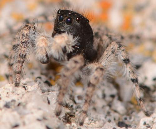 Aelurillus concolor