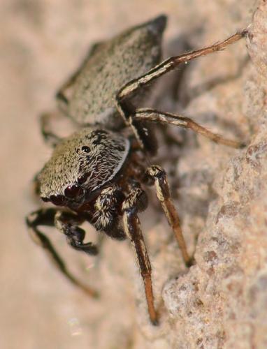 Réf. 85 558 : Heliophanus equester