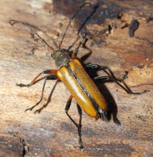 Cortodera humeralis