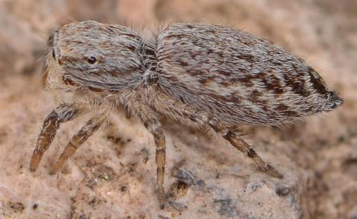 Pseudicius sp.