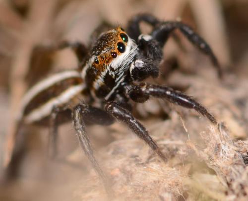 Réf. 85 026 : Phlegra lineata