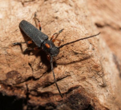 Réf. 85 569 : Phytoecia pustulata