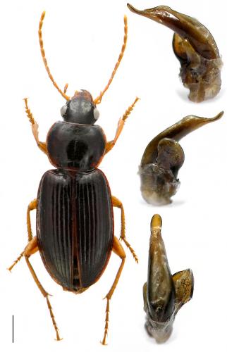 Réf. 85 129 : Synuchus vivalis
