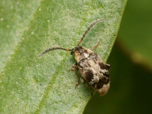 Réf. 85 021 : Bruchidius bimaculatus