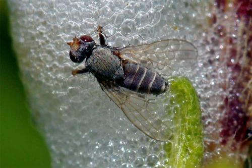 Tethina sp.