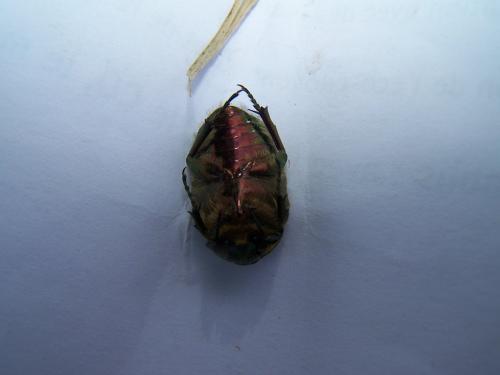 Cetonia aurata aurata