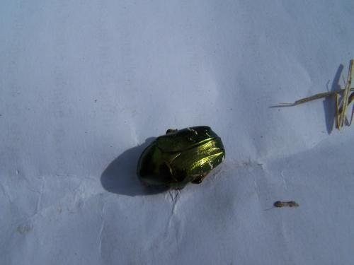 Réf. 85 544 : Cetonia aurata aurata