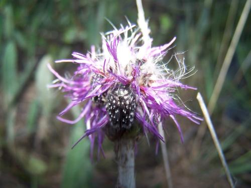 Oxythyrea funesta