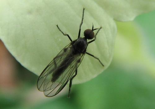 Rhamphomyia sp.