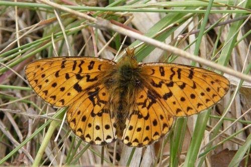 Boloria euphrosyne