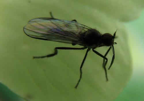 Rhamphomyia sp.