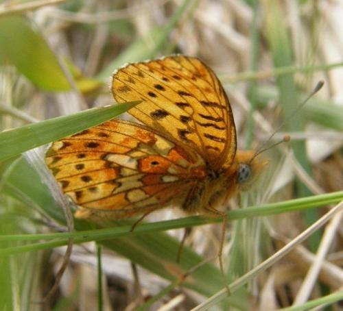 Boloria euphrosyne