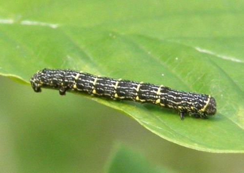 Lycia pomonaria