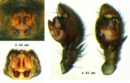 Drassyllus pusillus