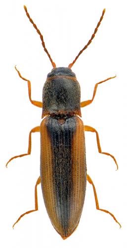 Dalopius marginatus