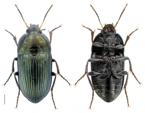 Amara montivaga