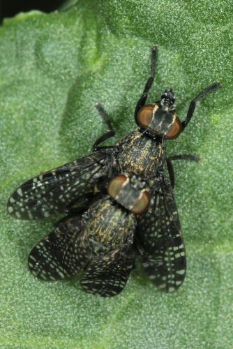 Réf. 85 009 : Platystoma sp.