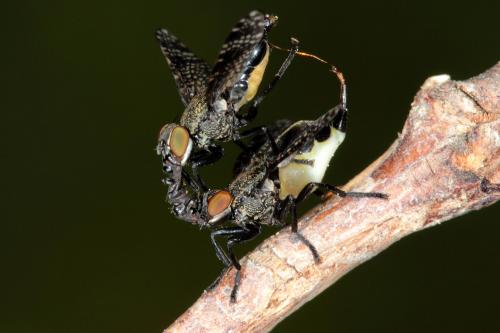 Réf. 85 011 : Platystoma sp.