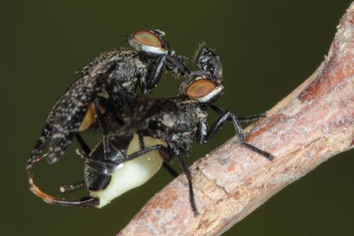 Réf. 85 012 : Platystoma sp.