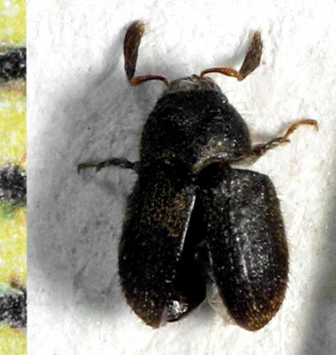 Phloeotribus scarabaeoides