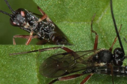 Réf. 85 058 : Campopleginae inconnu