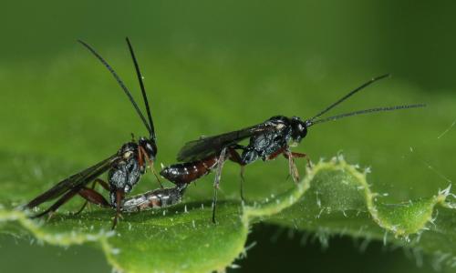 Réf. 85 057 : Campopleginae inconnu