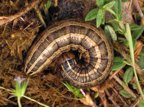 Tholera decimalis
