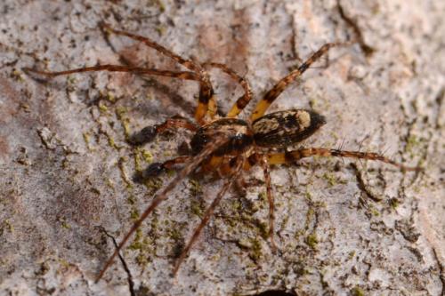 Réf. 85 056 : Anyphaena accentuata