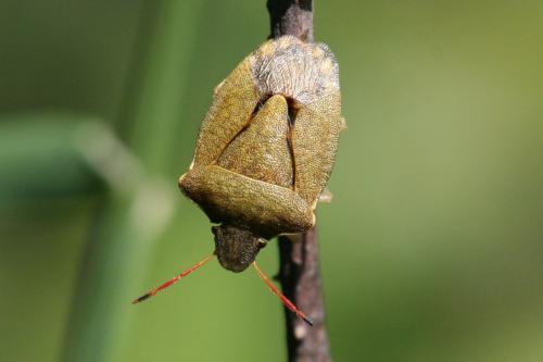 Réf. 85 703 : Peribalus strictus strictus