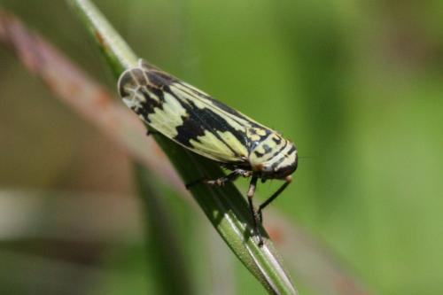 Aglena ornata