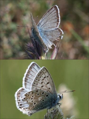 Polyommatus hispana