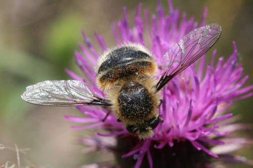 Réf. 85 893 : Fallenia fasciata