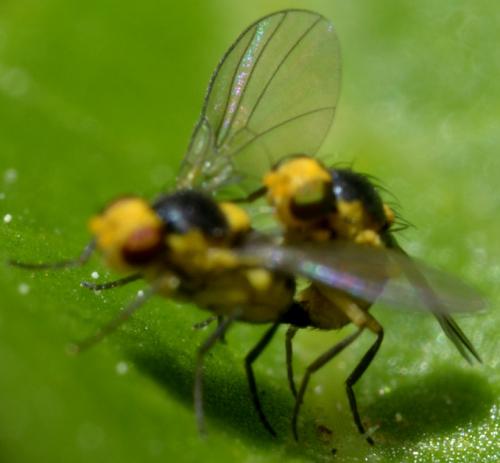 Réf. 85 329 : Liriomyza sp.