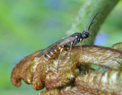 Réf. 85 073 : Strongylogaster multifasciata