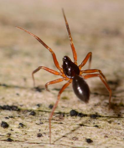 Walckenaeria sp.