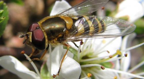 Réf. 85 673 : Syrphus sp.
