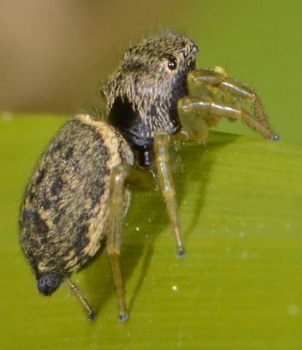 Heliophanus flavipes
