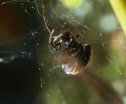 Parasteatoda lunata
